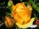 Anitha.G