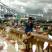 Nitesh Kumar