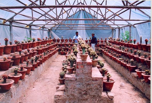 Cactus Garden
