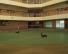 Badminton Court