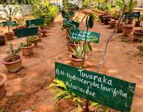 Indian Institute of Ayurvedic Medicine and Research Campus View(1)