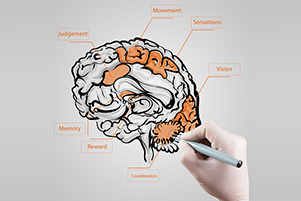 Beyond the Syllabus: 30 Amazing facts about your brain