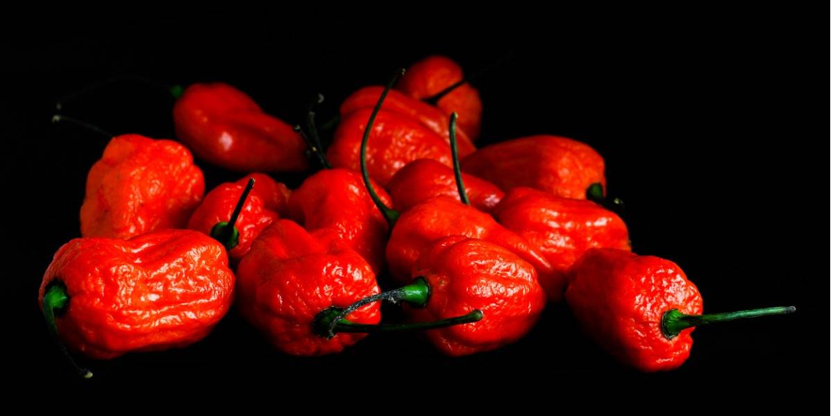 Bhut Jolokia, also known as the Ghost Pepper