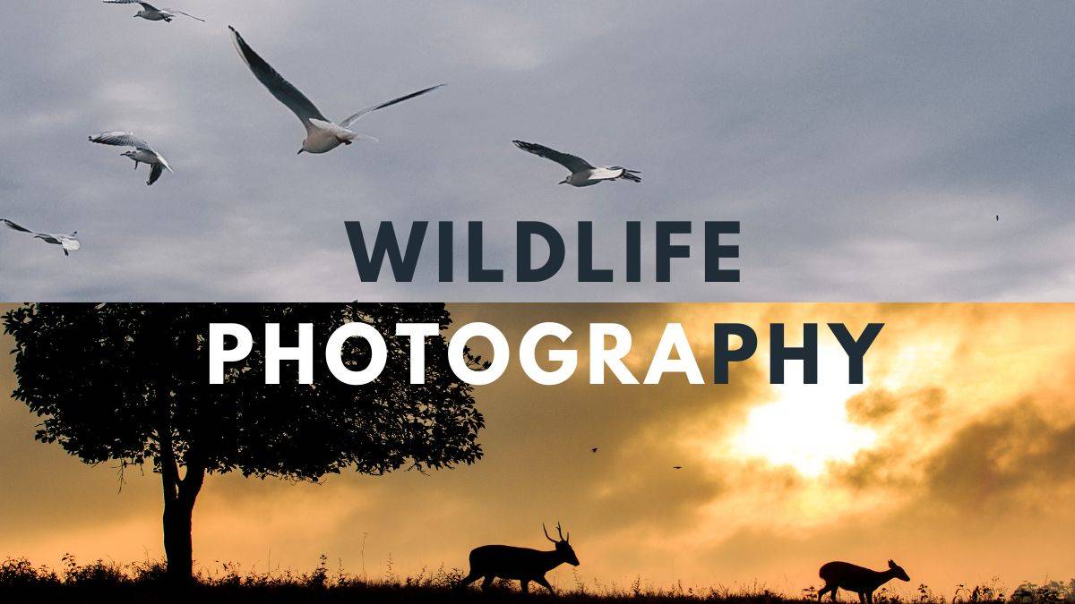 wildlife Photography