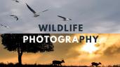 Career in Wildlife Photography