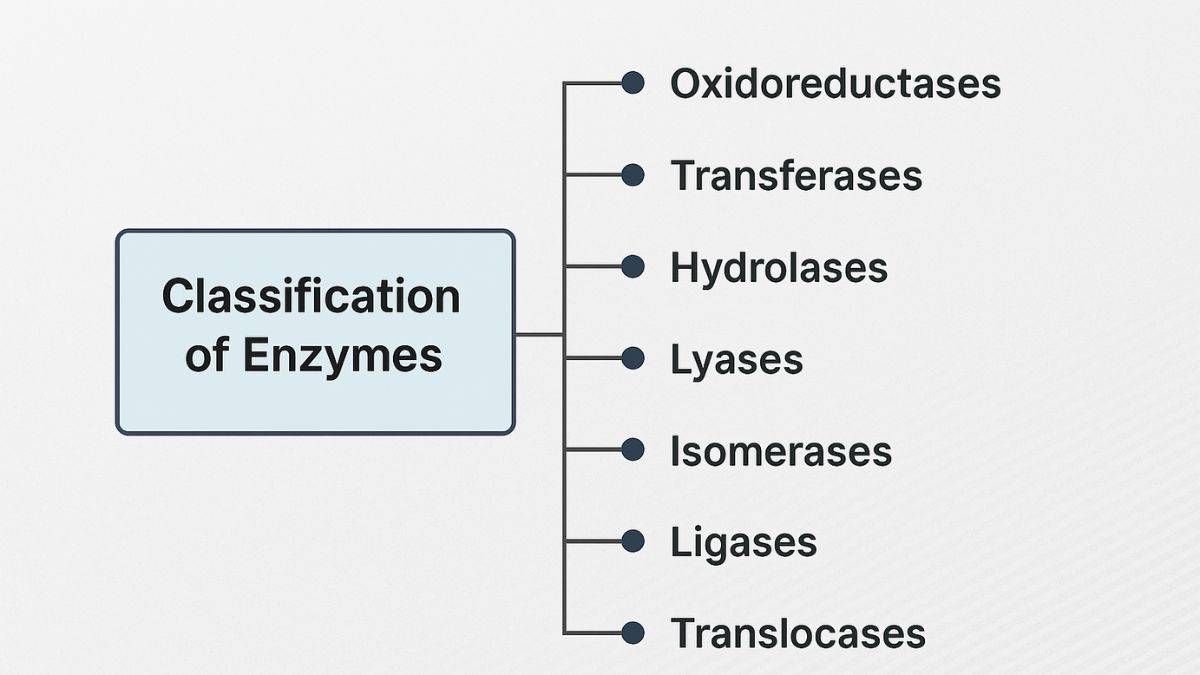 Classification of Enzymes