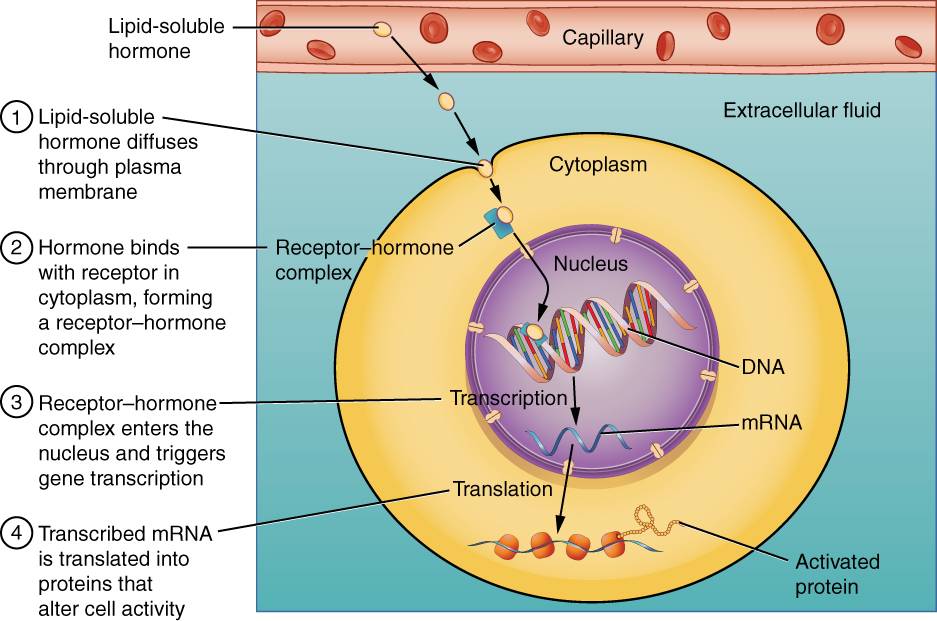 Binding of Lipid-Soluble Hormones
