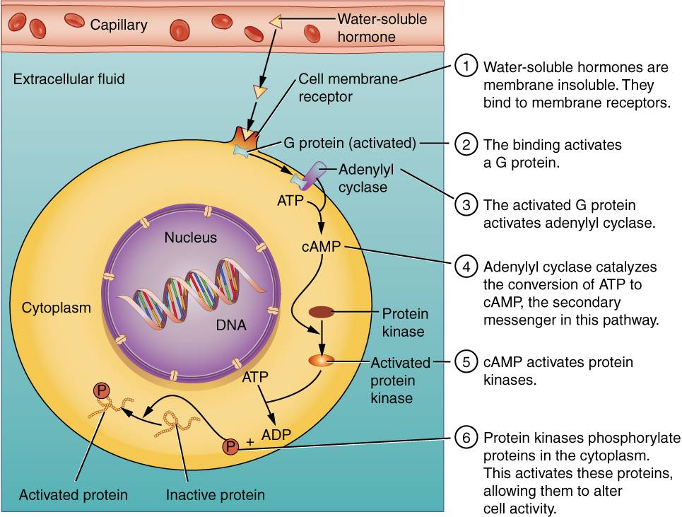 Binding of Water-Soluble Hormones