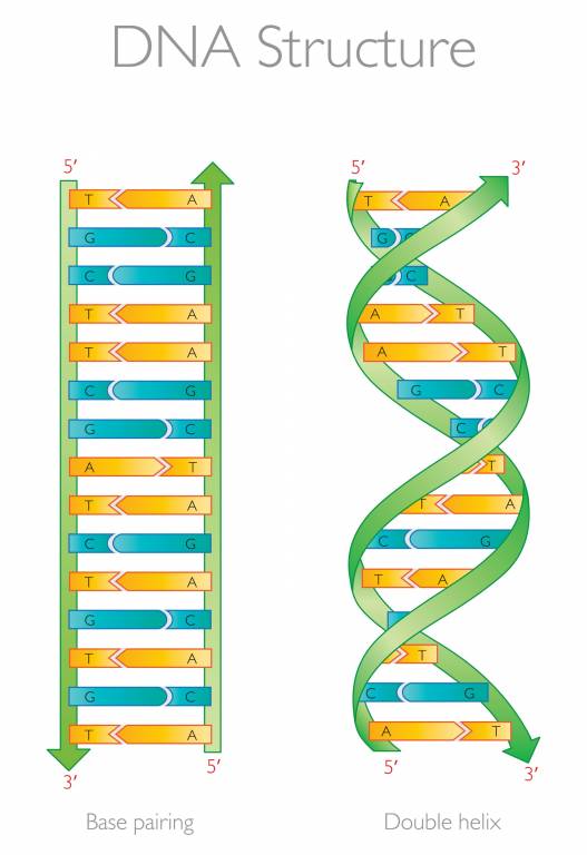 DNA (Double-Helix Structure)