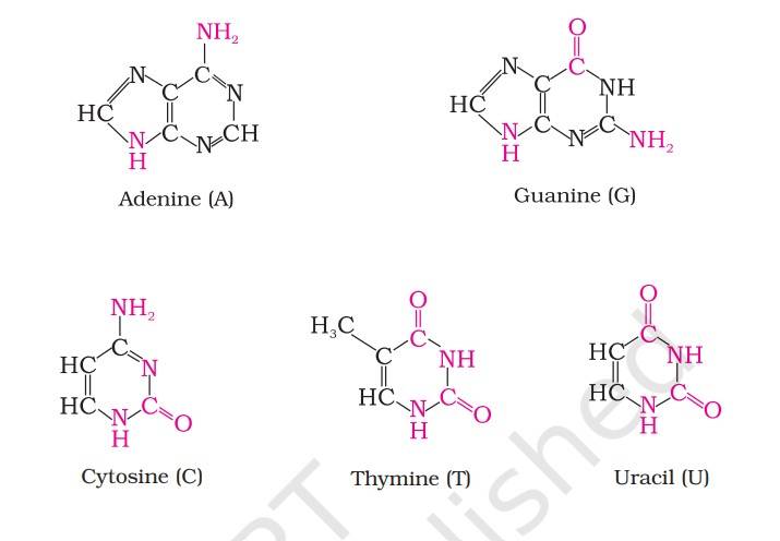 DNA and RNA Bases