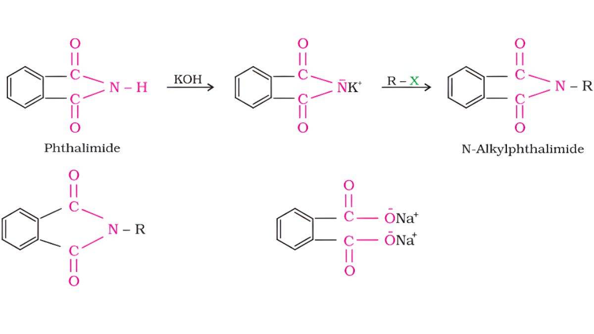 Gabriel phthalimide synthesis