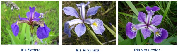 2021_06_iris-flower-classification.jpg